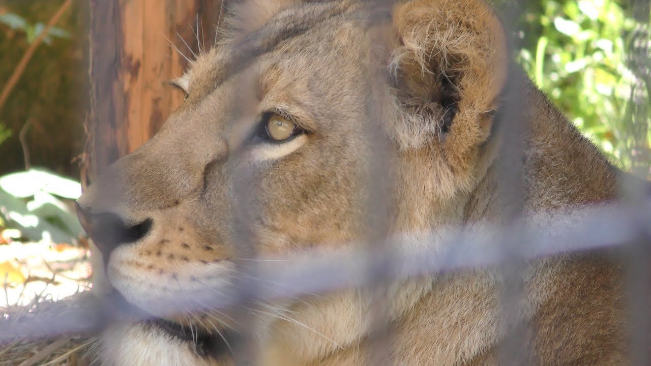 🦁 오무타시 동물원(오무타시 도부쓰엔) 이미지 7